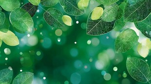 清新绿叶背景图