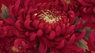 深红菊花绽放华丽图案