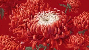 艳红菊花绽放喜庆图景