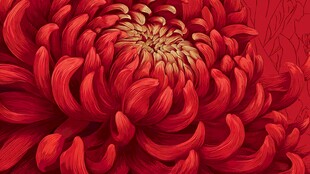 深红菊花特写插画