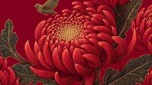 红菊绽放 飞鸟相伴