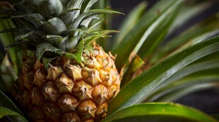 新鲜菠萝特写 绿叶相伴