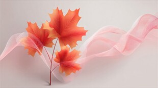 秋日枫叶与飘拂纱幔之美