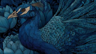 蓝孔雀与莲花的梦幻插画