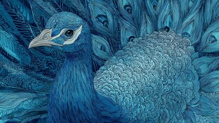 蓝色梦幻孔雀艺术插画