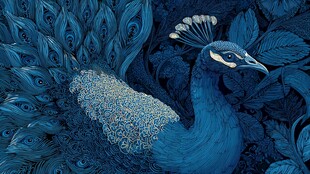 蓝色孔雀于繁茂枝叶间