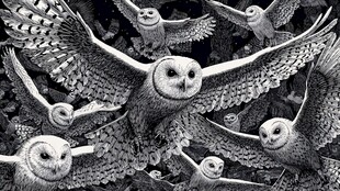 群鸮齐飞的奇幻瞬间