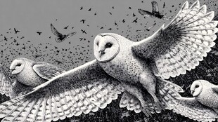 飞翔的猫头鹰群