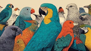 多彩鹦鹉群集图