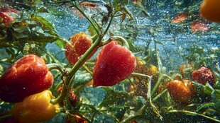 水下的多彩辣椒植物景观