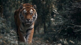 森林中独行的斑斓猛虎