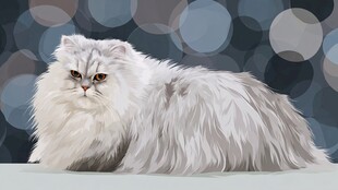 优雅长毛猫 尽显高贵气质