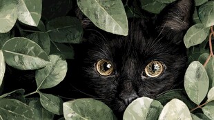 黑猫藏于绿叶间