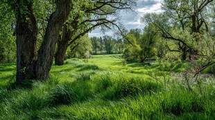 林间绿野 自然清新景致