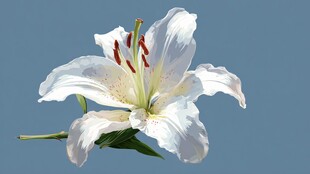 纯洁绽放的优雅白百合花