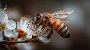 蜜蜂采花蜜的美妙瞬间