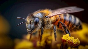 蜜蜂采蜜近景特写