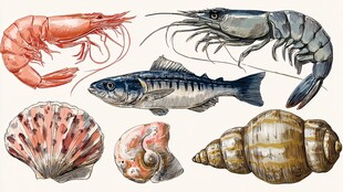 水彩绘多彩海鲜贝类集合