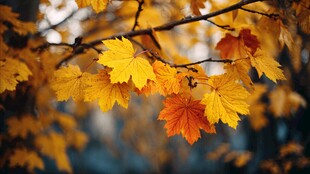 秋日枝头绚烂枫叶景致