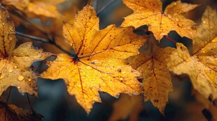 金黄枫叶 秋之绚丽印记