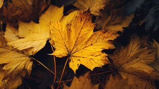 金黄枫叶 秋之绚烂瞬间