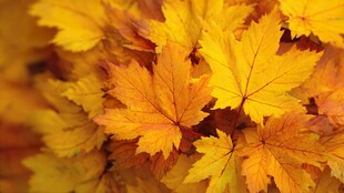 金黄枫叶 秋日绚烂景致