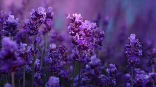 紫色薰衣草花海浪漫绽放