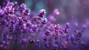 梦幻紫薰衣草花海美景