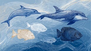 海洋中的海豚与多彩鱼类