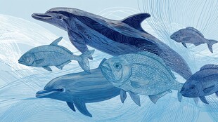 海豚与群鱼的海洋之舞