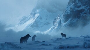 雪野中的狼群与巍峨雪山