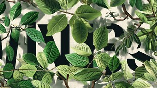 绿叶环绕的字母装饰画面