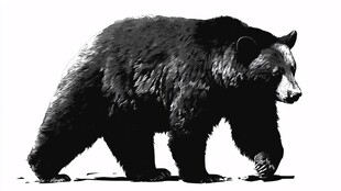 行走的黑熊
