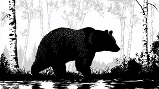 森林中漫步的黑熊剪影