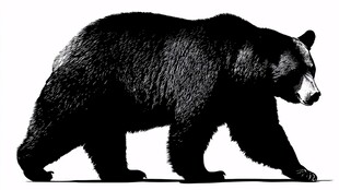 黑熊剪影 野生动物姿态