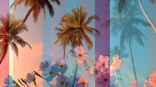 梦幻椰林繁花浪漫景致