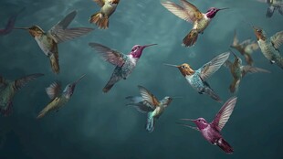 群蜂鸟飞舞的梦幻场景