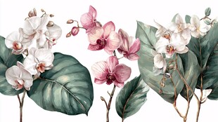 优雅蝴蝶兰与绿叶插画