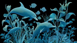 梦幻海底的海豚与海植