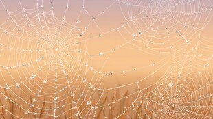 晨曦中带露珠的精美蜘蛛网