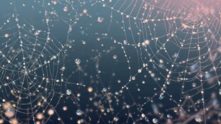 晶莹蛛网 梦幻光影之美