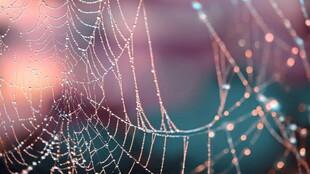 露珠点缀的精美蜘蛛网