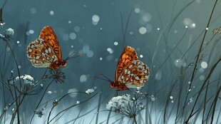 雪中双蝶舞于花草间