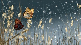 雪野中的蝴蝶与野草