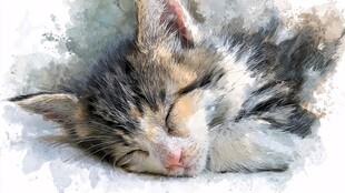 酣睡小猫咪的水彩萌态