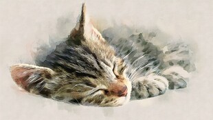 熟睡的小猫咪水彩画