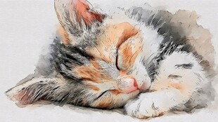 酣睡的三色小猫