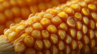 金黄饱满的鲜嫩甜玉米