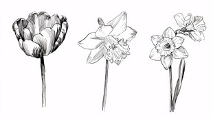 黑白花卉手绘插画