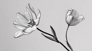 黑白线条绘就的优雅郁金香